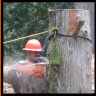 tree removal in portland oregon